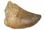 Fossil Prognathodontid Mosasaur Tooth - Morocco #374492-1